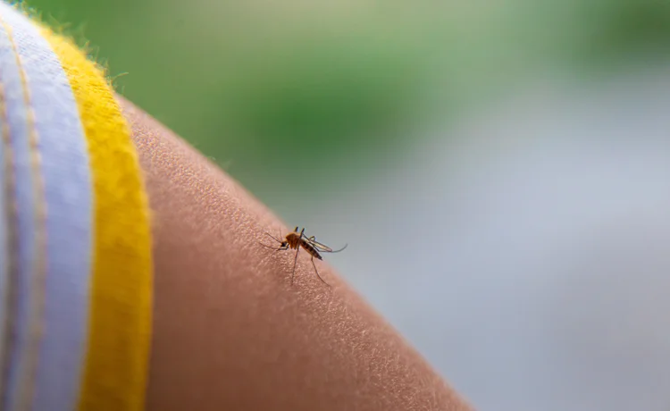 mosquito