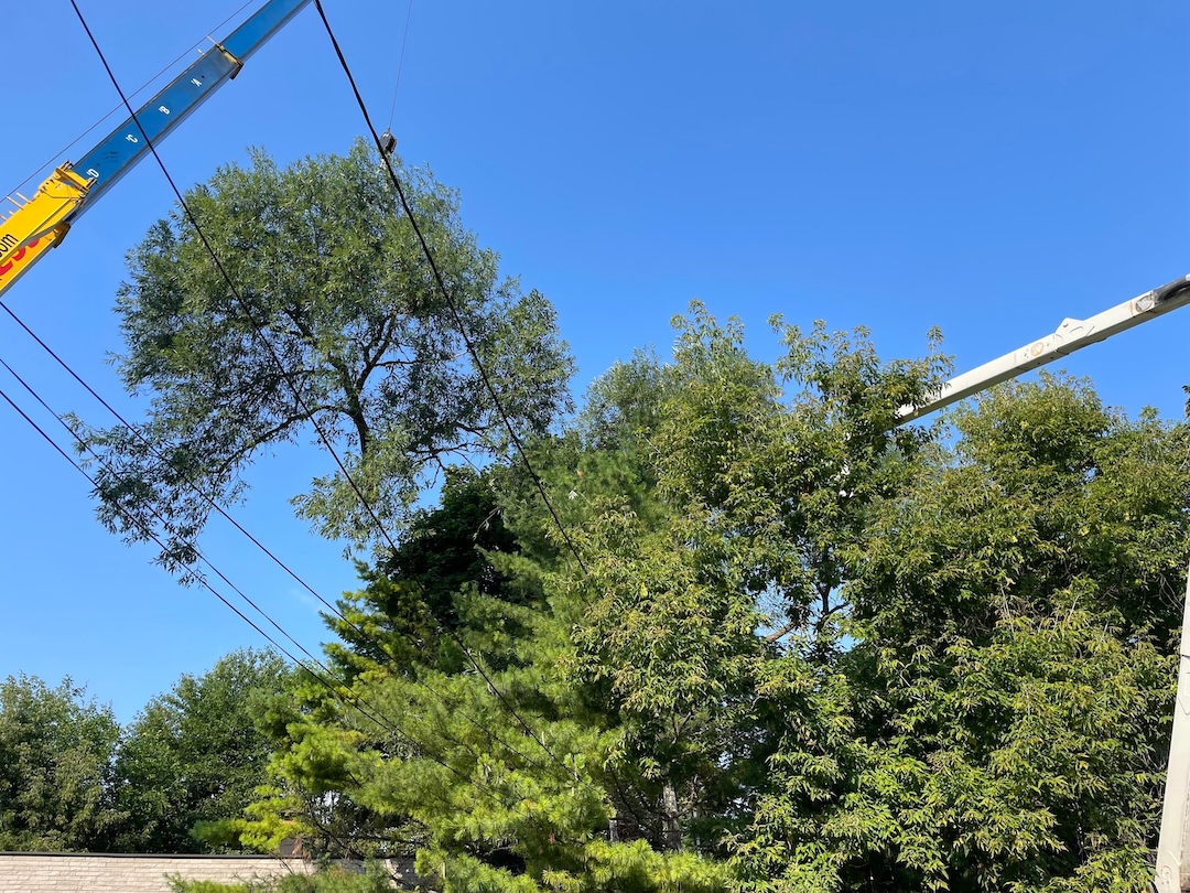 TreeDoctors service unit in Burlington