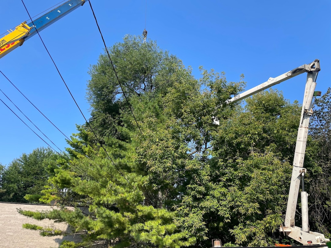 TreeDoctors service unit in Ajax