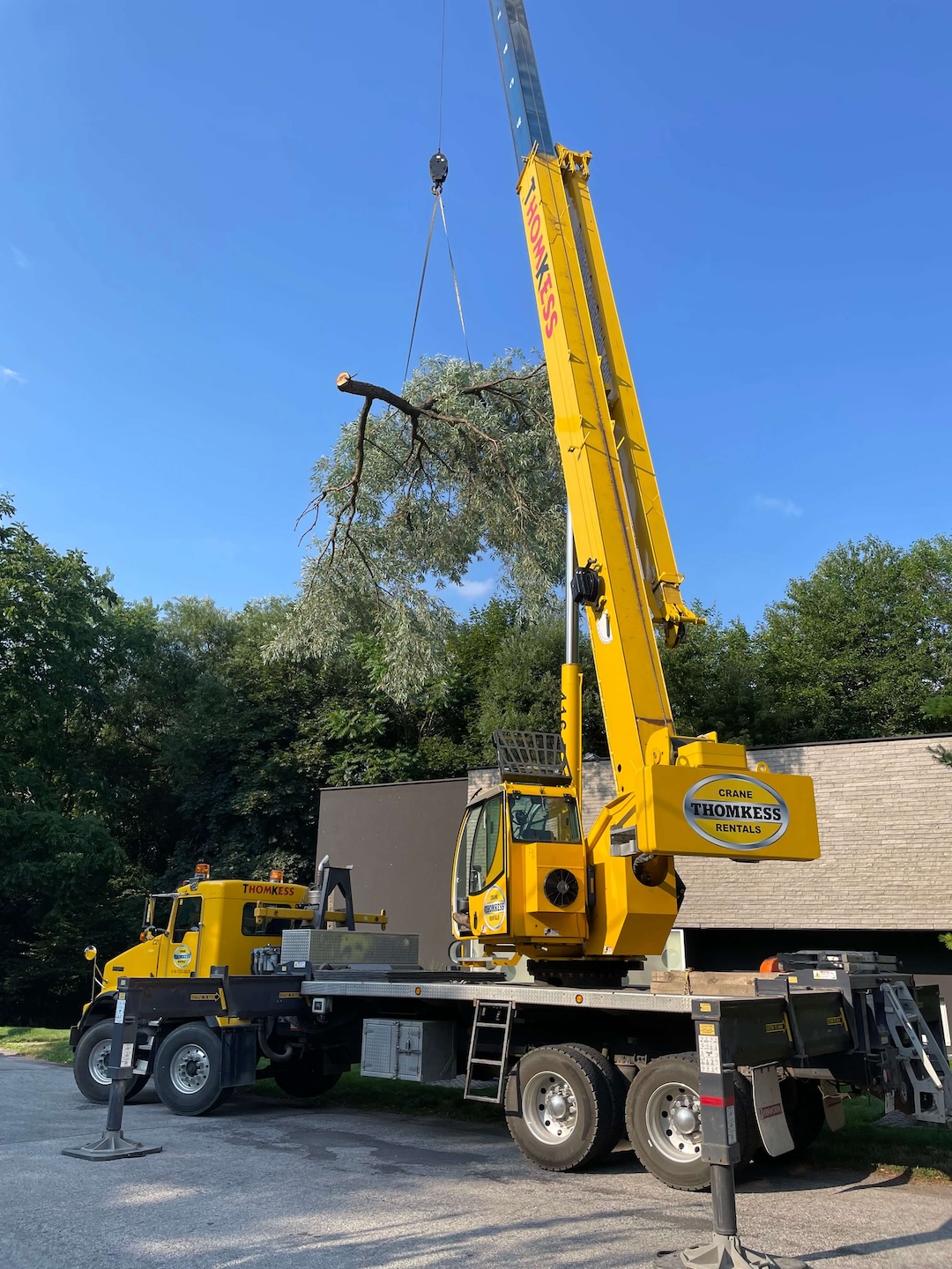 tree services in brampton ca