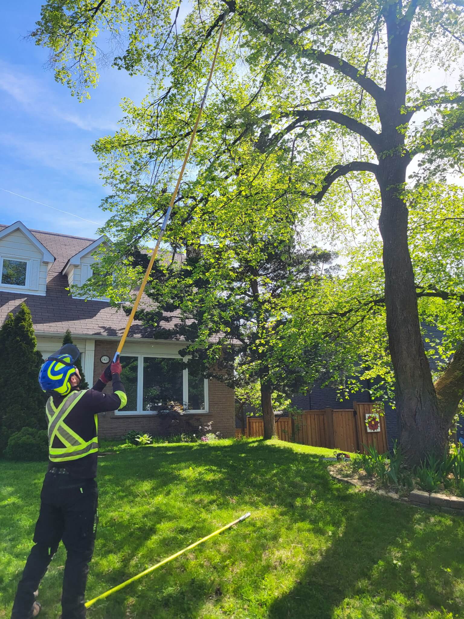 tree services in north york ca