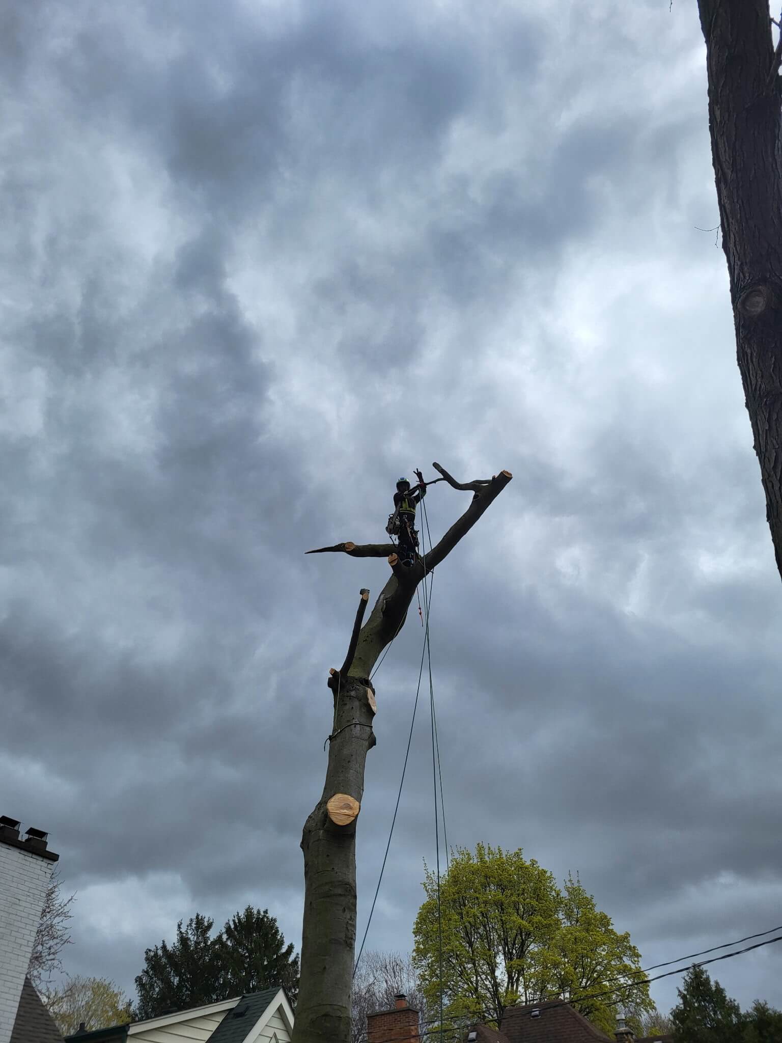 tree services in ajax ca