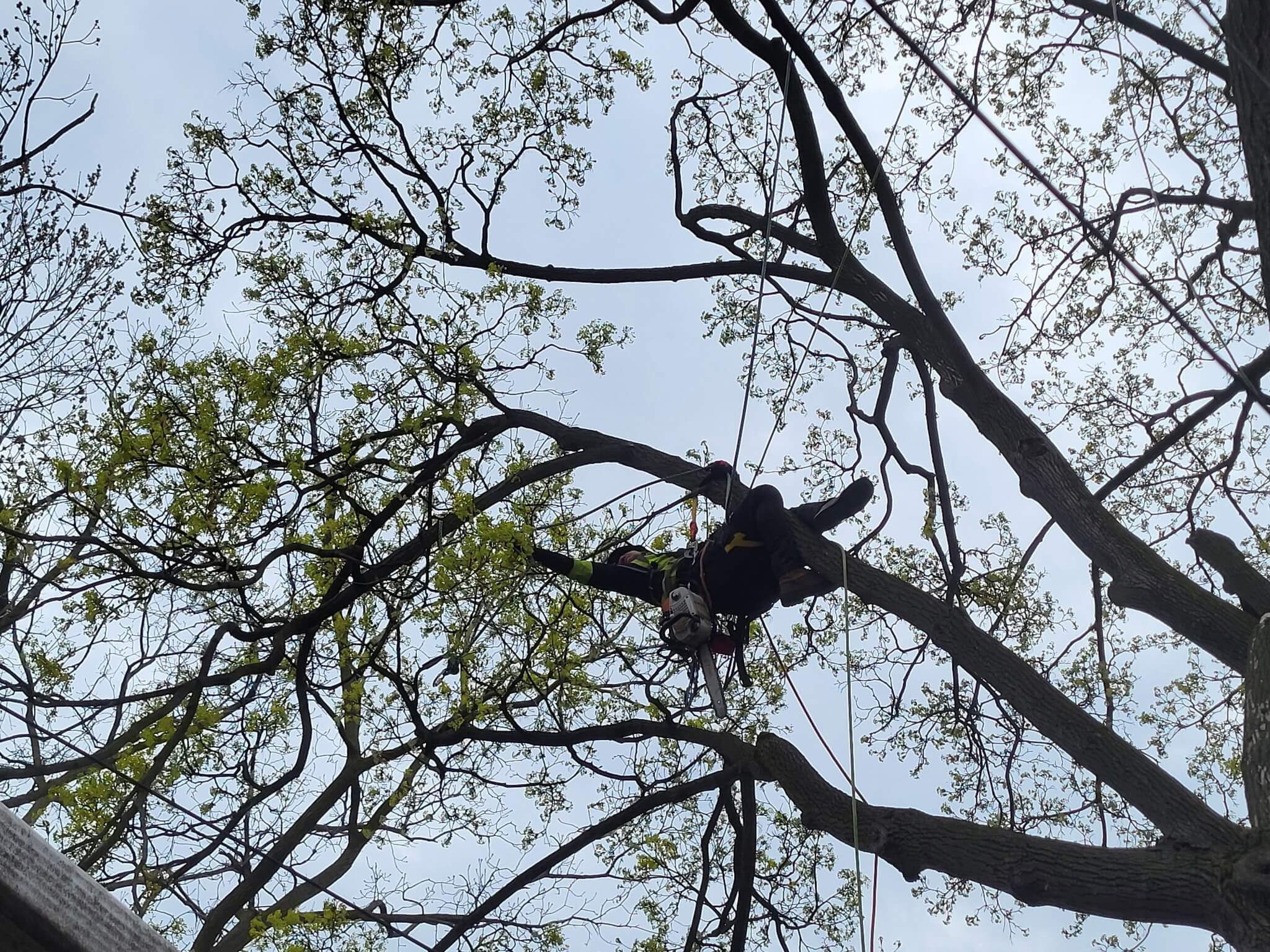 TreeDoctors service unit in Brampton