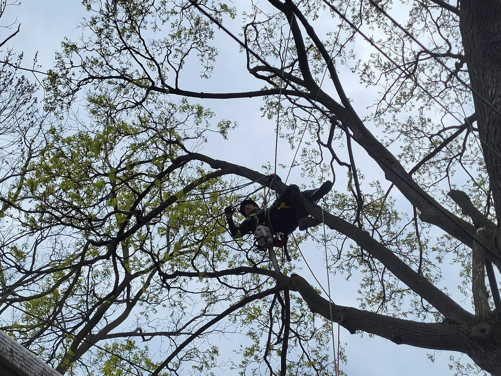 TreeDoctors service unit in Oakville