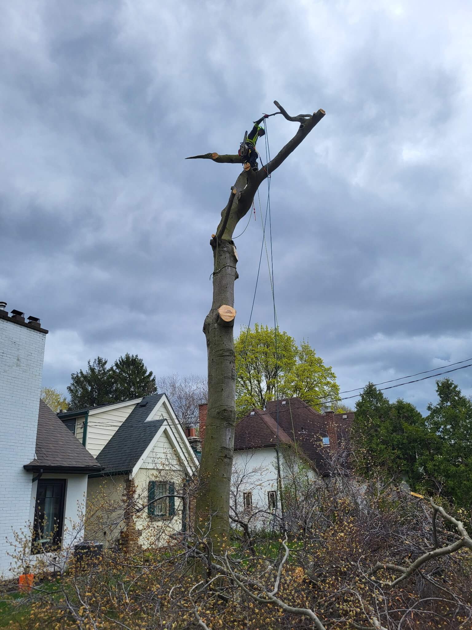 tree services in mississauga ca