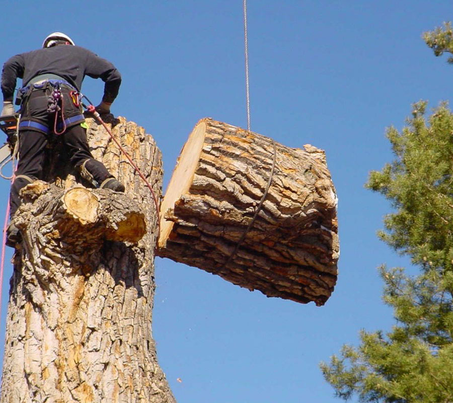 Safety Gear to Protect Your Property and Our Arborists