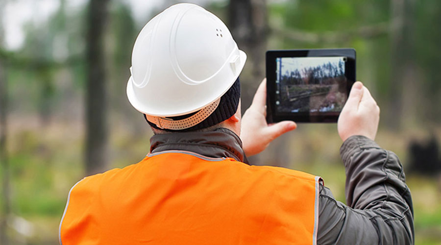 arborist reports in toronto ca