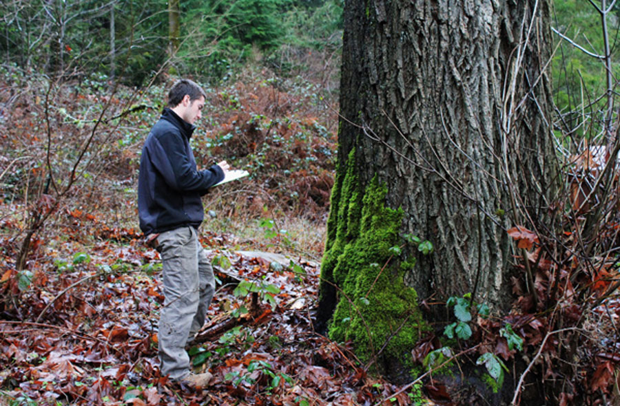 Tree risk assessments