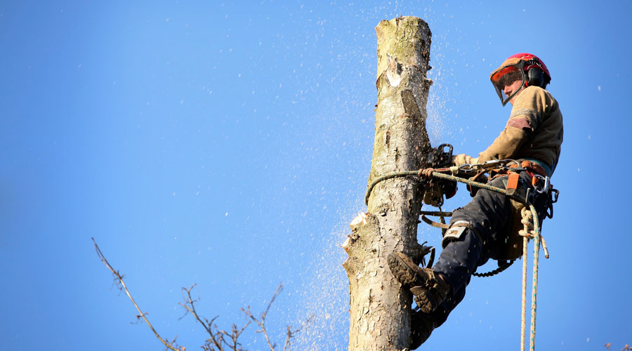 Careers for Arborists and Climbers