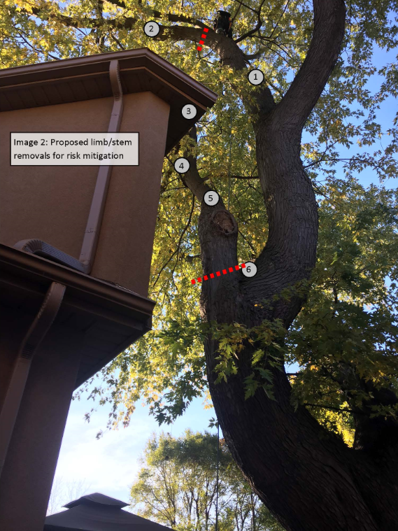 Tree risk indicators