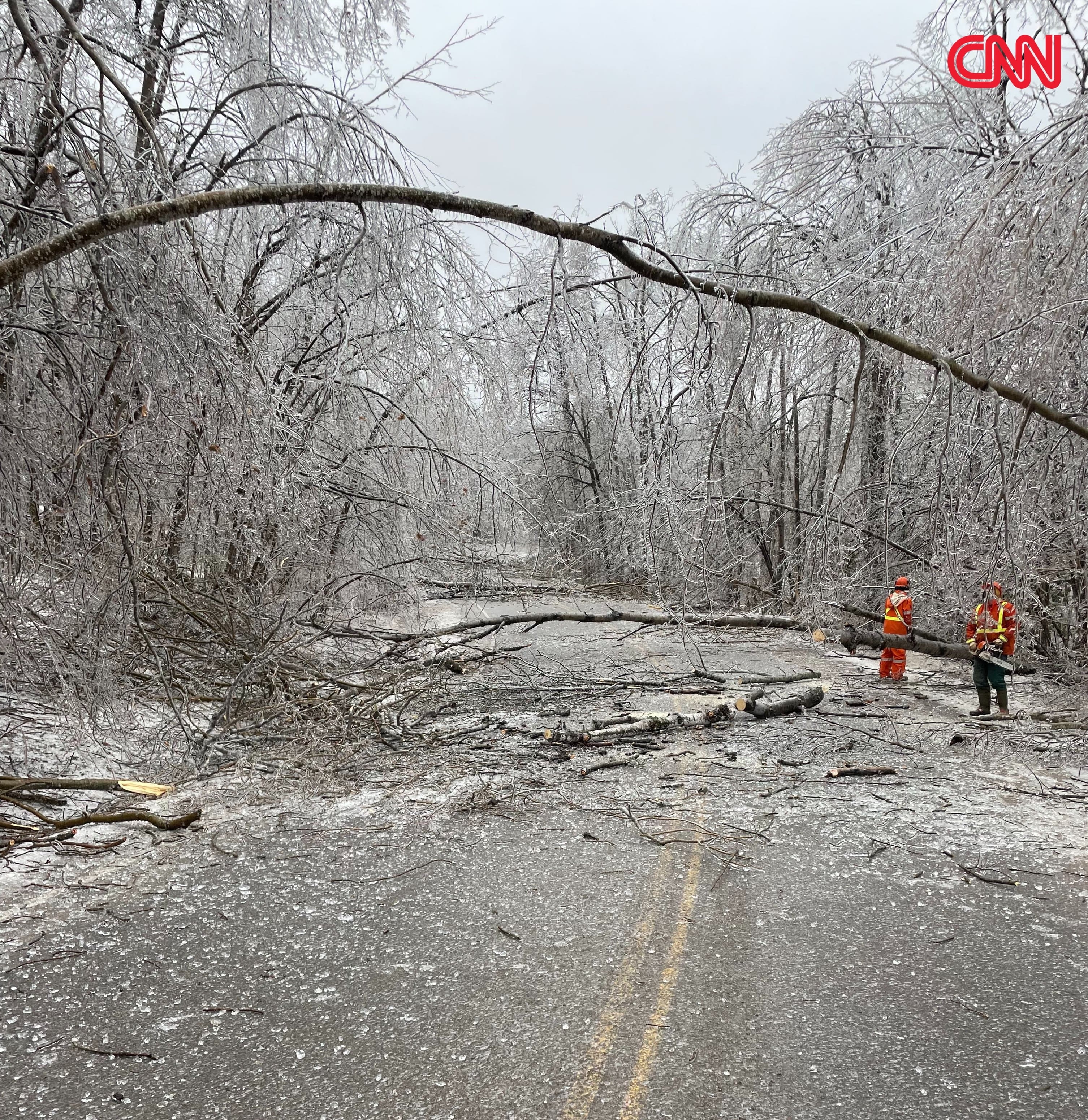 emergency tree removal in toronto ca