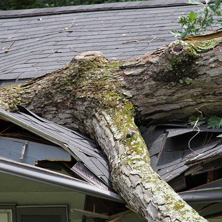 emergency tree removal in toronto ca