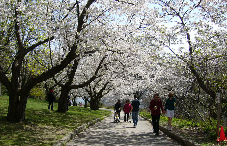 Etobicoke Tree Services