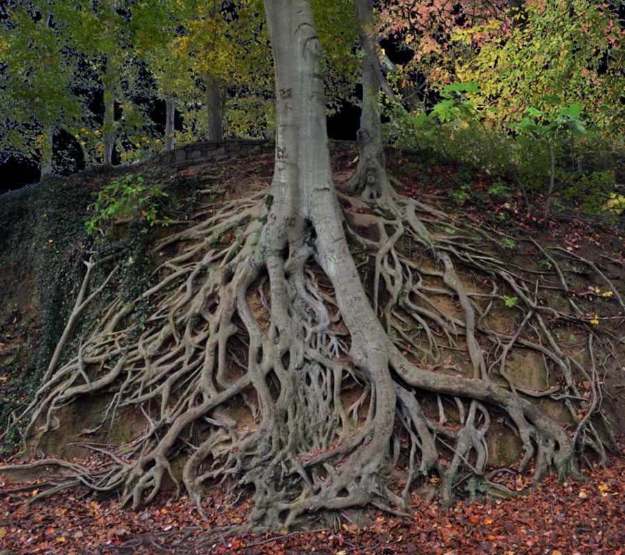 deep roots