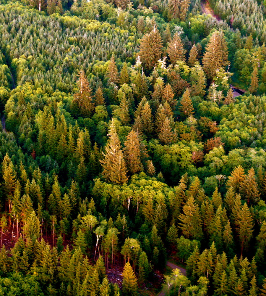 Восточная древесина. Forest Management. Леса и железо. Russia Forest Management. Managed Forest.