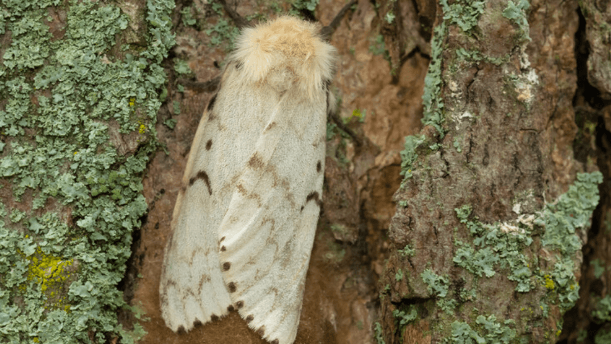 Spongy Moth