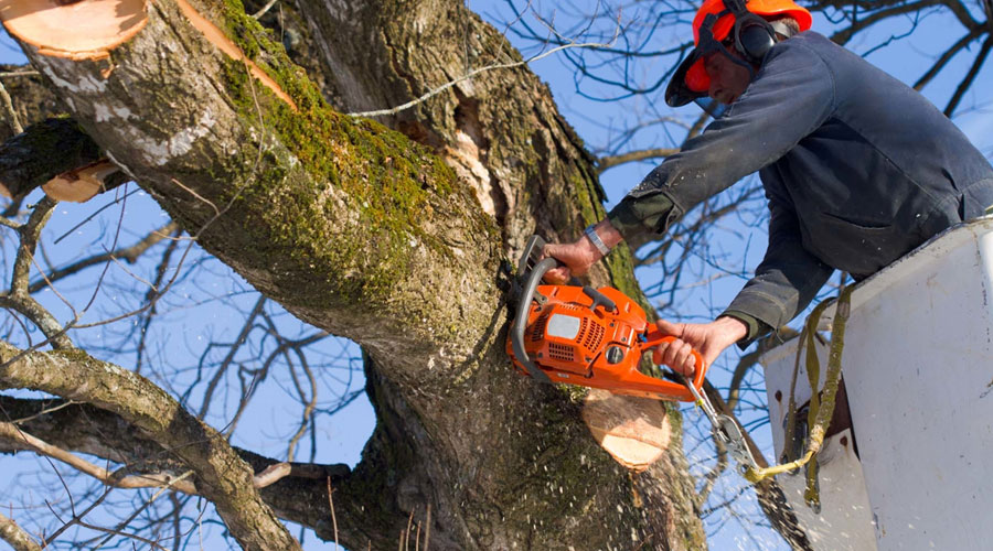 Tree Care and Removal Services in Mississauga Tree Doctors Inc.