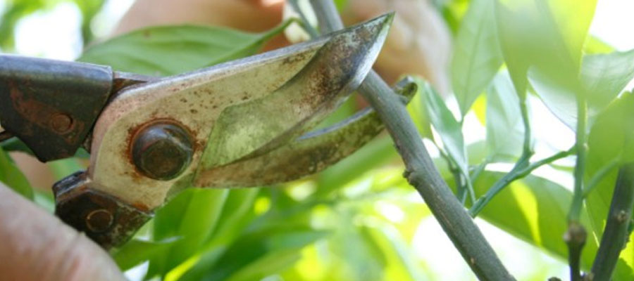 professional tree services in Mississauga