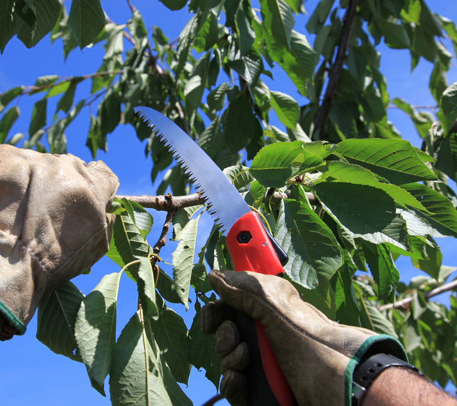 Professional tree pruning across GTA