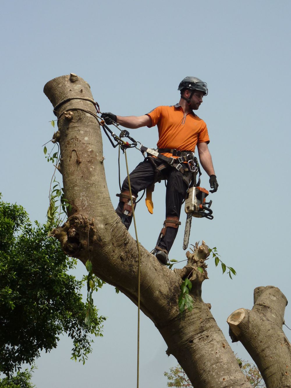 Our Services Toronto Tree Care And Removal Tree Doctors Inc 