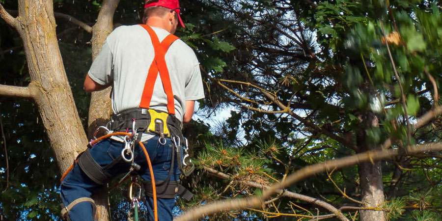 Tree Trimming and Pruning in Toronto