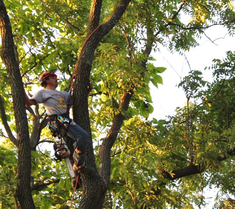 Tree Trimming Trimming Tree Pruning Services Tree Doctors Inc