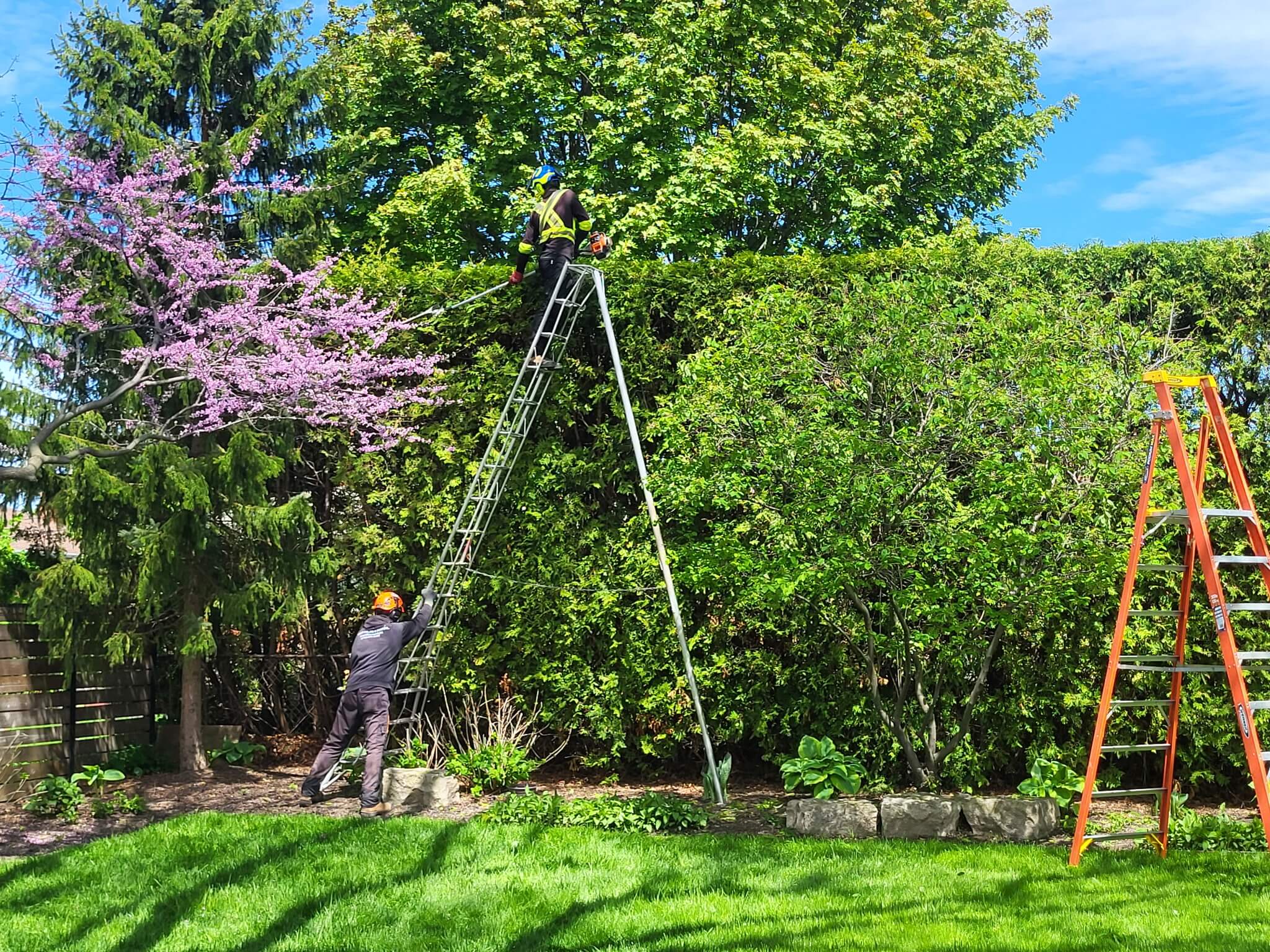 tree services in etobicoke ca