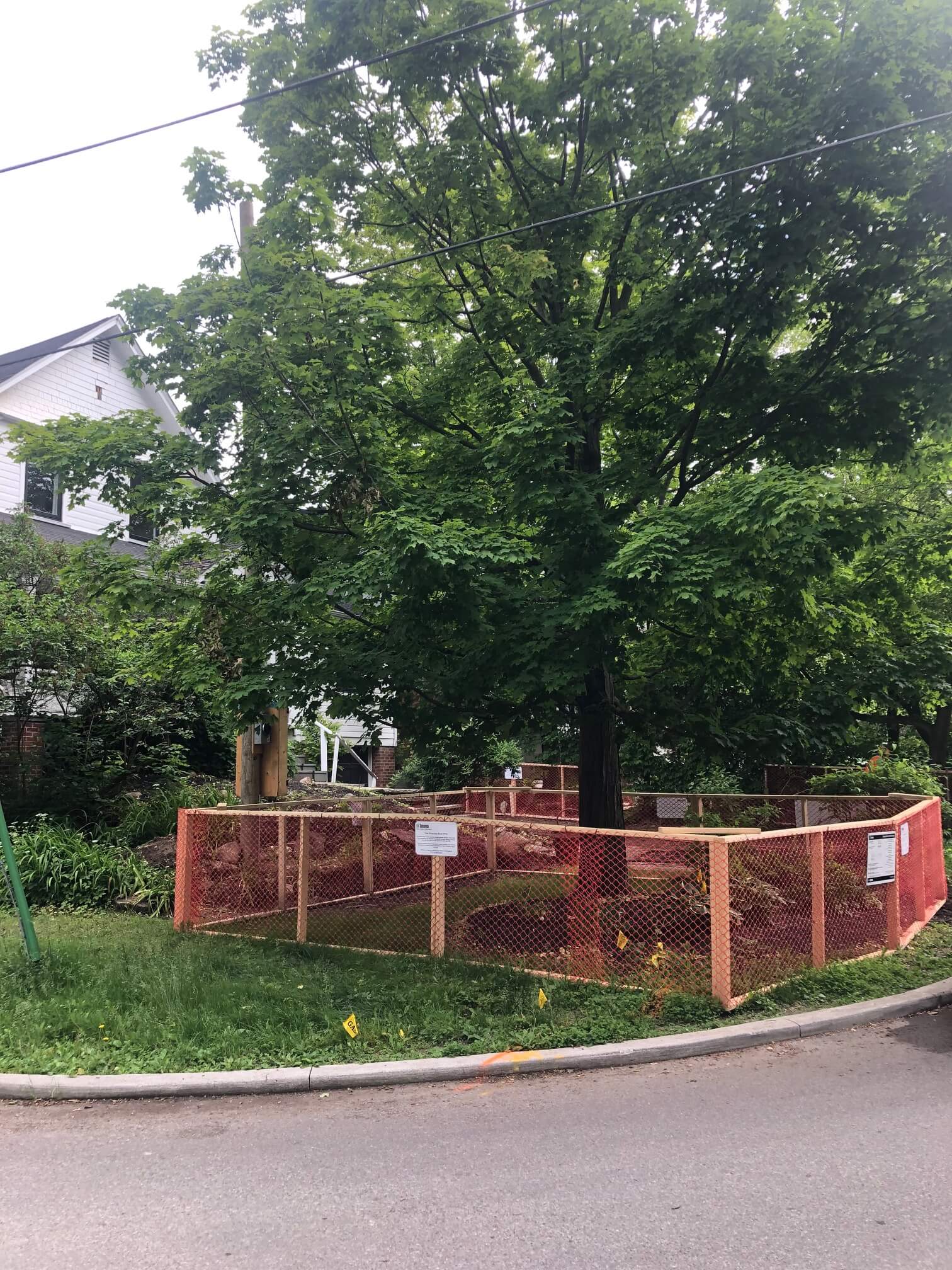 What is Tree Protection Zone?