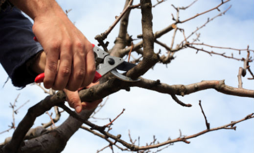 Trimming your trees regularly is a great practice for maintaining their wellbeing.