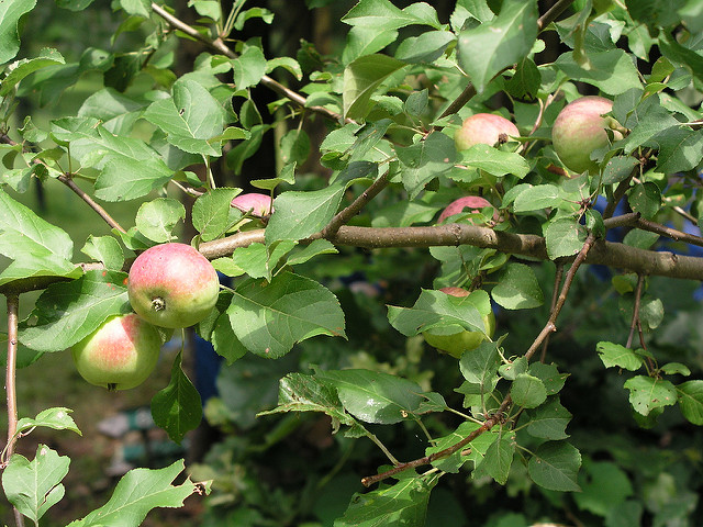 Fertilizing Fruit Trees