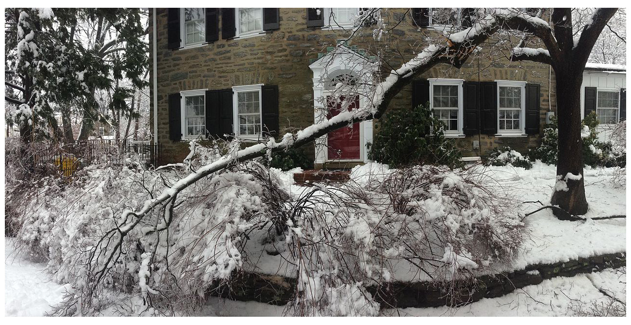 Have All of Your Trees Inspected Before Winter Comes