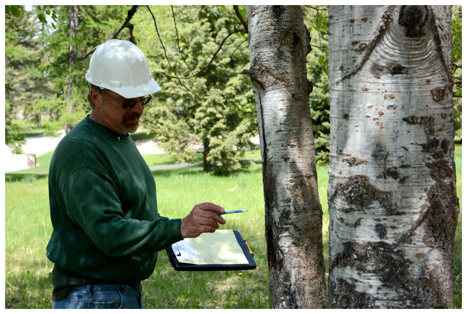 How Frequently Does Tree Risk Assessment Is Done