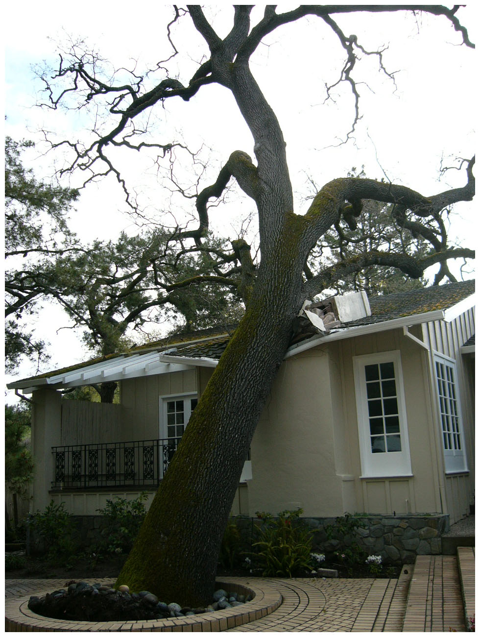 tree risk assessments in toronto ca