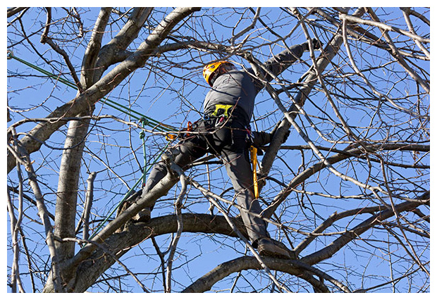 Pruning Needs to Be Done to Prepare Trees for Winter