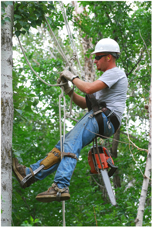 Arborist Tauranga