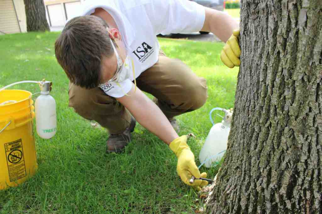 tree pest control